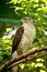 Ferruginous Hawk