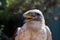 Ferruginous Hawk