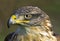 Ferruginous Hawk