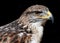 Ferruginous Hawk on black