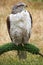 Ferruginous Hawk Brown Feathers