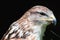 Ferruginous hawk Buteo regalis