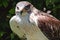 Ferruginous hawk Buteo regalis