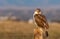 A Ferruginous Hawk Calling in a Cold Winter Morning