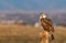 A Ferruginous Hawk Calling in a Cold Winter Morning