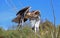 Ferruginous hawk in flight