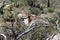 Ferruginous hawk flying