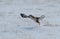 Ferruginous Hawk landing in a snow field