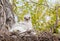 Ferruginous Hawk Nest