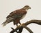 A Ferruginous Hawk on an Old Snag