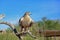 Ferruginous hawk on a perch