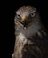 A Ferruginous Hawk portrait against a black background in Canada