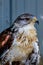 Ferruginous Hawk on it\\\'s perch. Birds of Prey Centre Coledale Alberta Canada