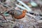 Ferruginous Partridge Caloperdix oculeus in Malaysia