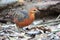 Ferruginous Partridge Caloperdix oculeus in Malaysia