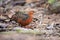 Ferruginous Partridge Caloperdix oculeus in Malaysia