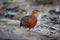 Ferruginous Partridge Caloperdix oculeus in Malaysia