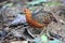 Ferruginous Partridge Caloperdix oculeus in Malaysia