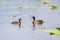 Ferruginous pochard, aythya nyroca