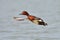 Ferruginous Pochard duck