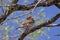 Ferruginous Pygmy-owl