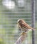 Ferruginous pygmy owl