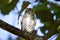 Ferruginous Pygmy-Owl  841037