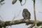 Ferruginous pygmy-owl, Glaucidium brasilianum