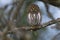 Ferruginous Pygmy owl, Glaucidium brasilianum, Calden forest, La Pampa