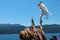 the ferry boat on the way to Thassos Island in Greece, passengers feeding a seagull