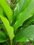 fertile green leaves in the garden