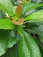 fertile green leaves in the garden