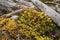 Fertile hair-cap moss with driftwood logs, Flagstaff Lake, Maine