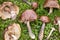 Fertile mushroom season, Freshly picked good-looking mushrooms spread on the grass