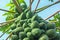 Fertile papaya tree