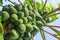 Fertile papaya tree