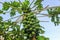 Fertile papaya tree