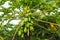 Fertile papaya tree