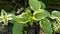 fertile plants in Kediri, East Java