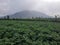 fertile potato plantation Dieng mountain background
