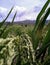 Fertile rice plants