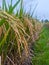 fertile rice ready to harvest