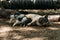 Fertile sow lying on straw and piglets suckling.farm, tires, zoo Vietnamese pigs