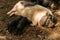 Fertile sow lying on straw and piglets suckling.farm, zoo Vietnamese pigs