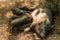 Fertile sow lying on straw and piglets suckling.farm, zoo Vietnamese pigs