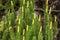 Fertile spikes of stiff clubmoss on shore of Flagstaff Lake.