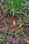 Fertile stems of common horsetail.Equisetum arvense