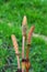 Fertile stems of common horsetail.Equisetum arvense
