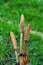 Fertile stems of common horsetail.Equisetum arvense