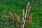 Fertile stems of common horsetail.Equisetum arvense